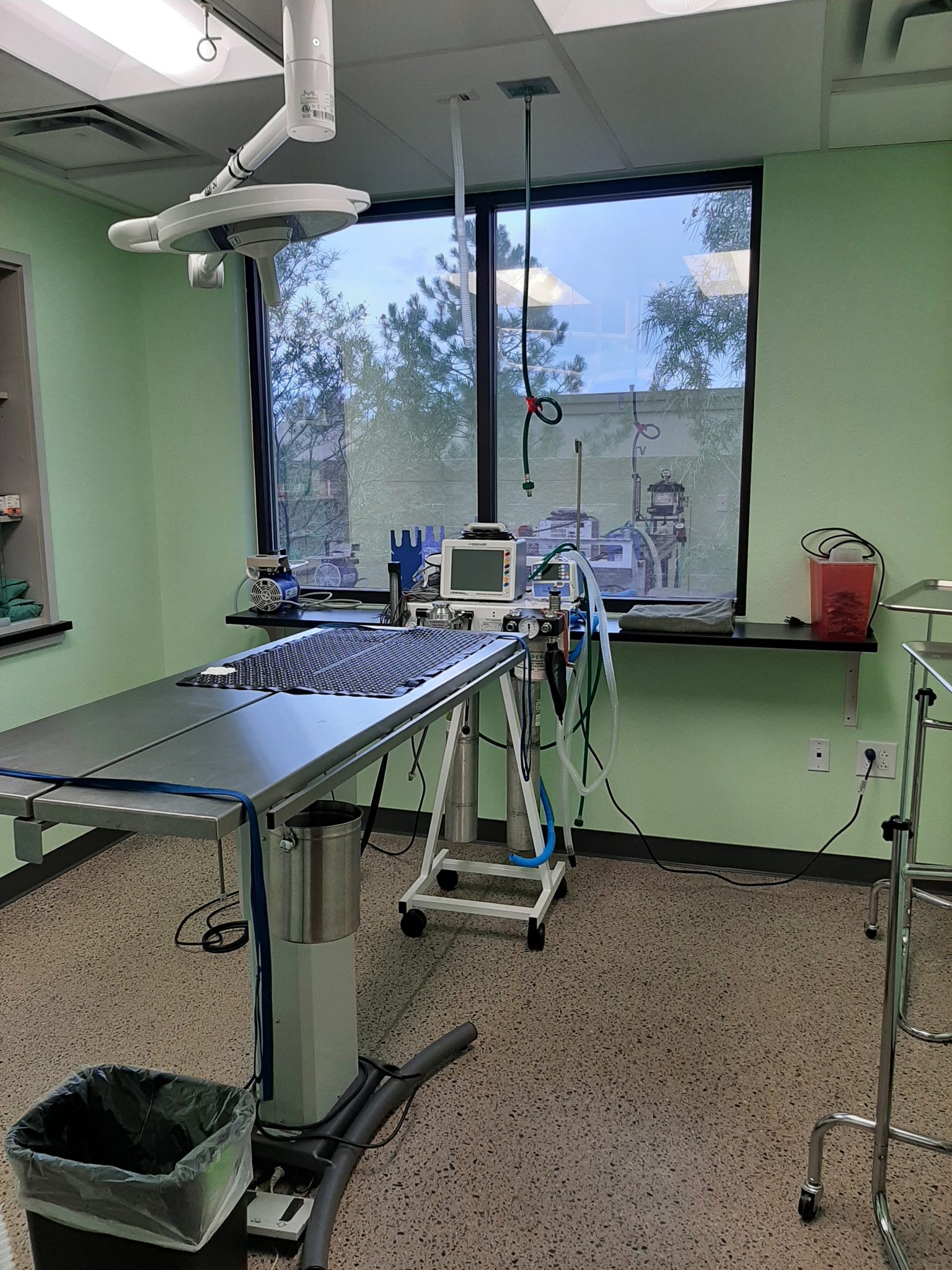 Pet Surgery in Rio Rancho, NM Mission Veterinary Clinic