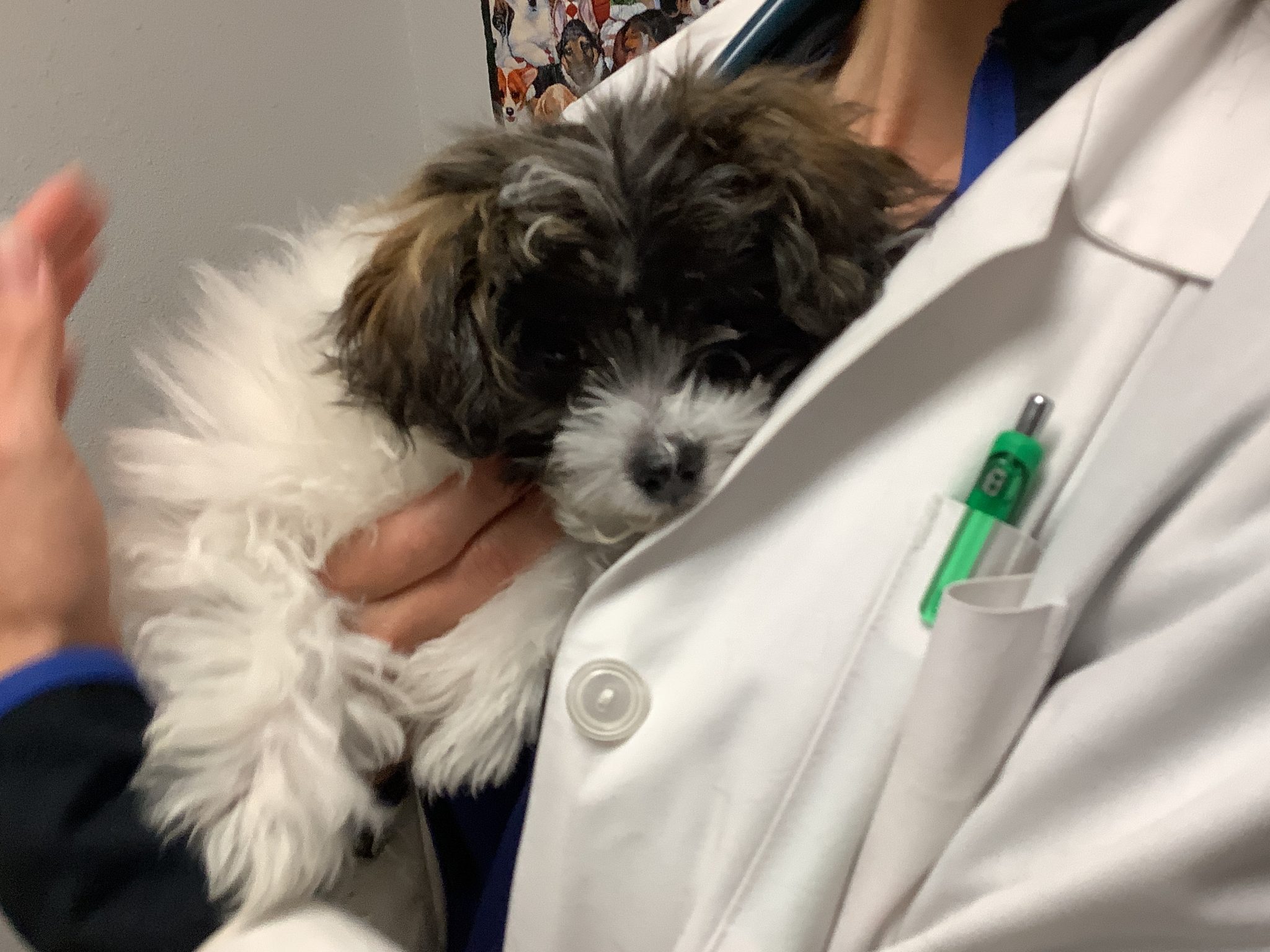 Veterinary Exams & Consultation in Rio Rancho, NM Mission Veterinary